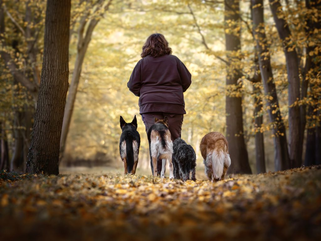 Hundetraining, Garbsen, Bindungsarbeit, Alltagstraining, Hund