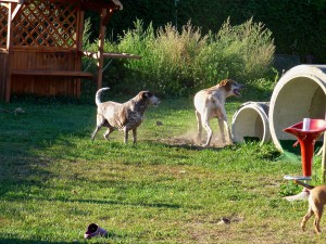 Smiling Dog -2016-08--33    